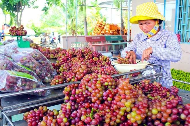 Vườn nho đón khách miễn phí của lão nông Ninh Thuận