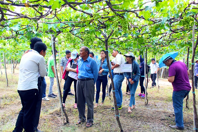 Vườn nho đón khách miễn phí của lão nông Ninh Thuận