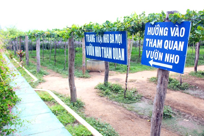 Vườn nho đón khách miễn phí của lão nông Ninh Thuận