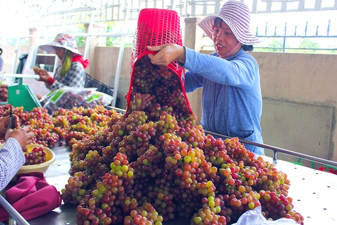 Vườn nho đón khách miễn phí của lão nông Ninh Thuận