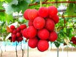 Chùm nho Nhật Bản 30 quả giá hơn 110 triệu đồng