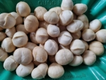 Hạt mắc ca (Macadamia) được đánh giá là loại hạt ngon nhất. Được tôn là “Hoàng hậu hạt khô”, hạt mắc ca rất nổi tiếng về sự thơm ngon và giá trị dinh dưỡng mà nó mang lại.
